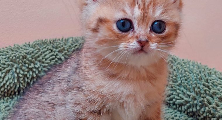 Fekete arany pöttyös kislány