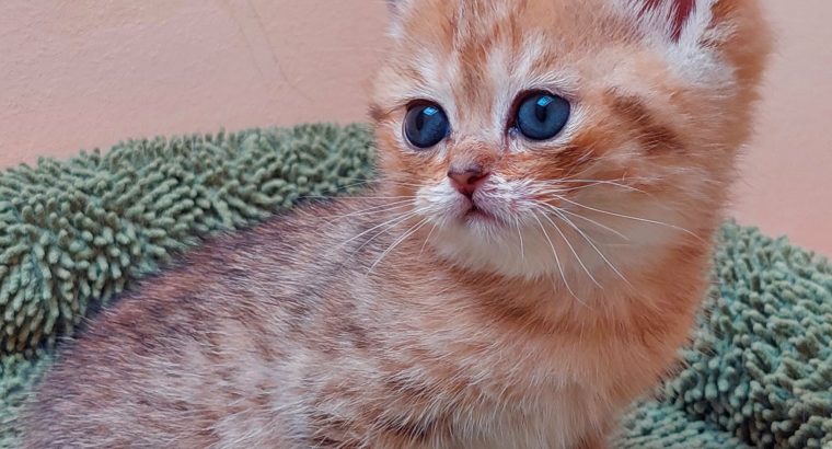 Fekete arany pöttyös kislány