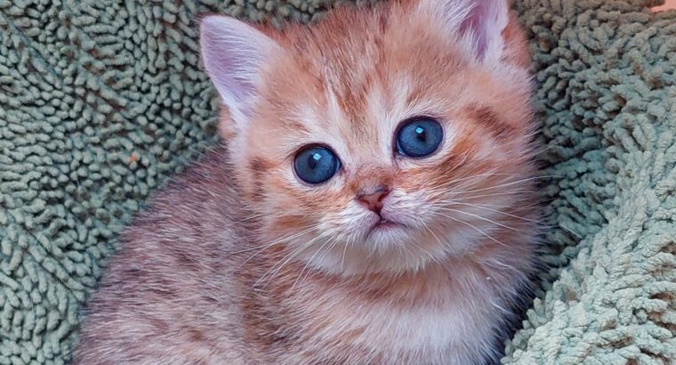 Fekete arany pöttyös kislány