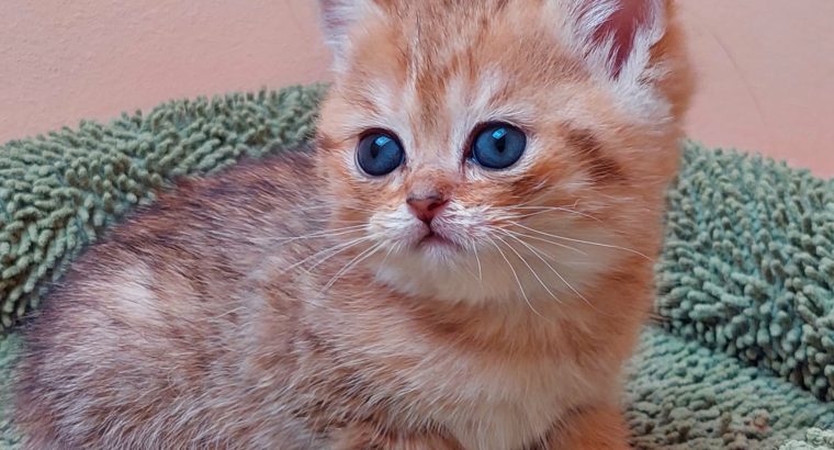 Fekete arany pöttyös kislány