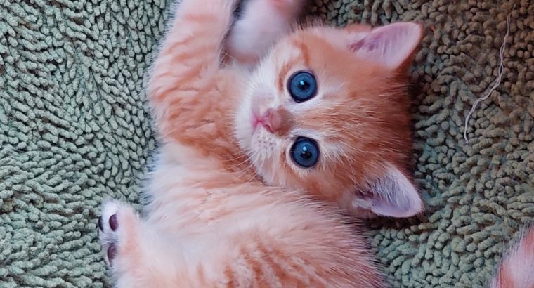 Fekete-arany kisfiú