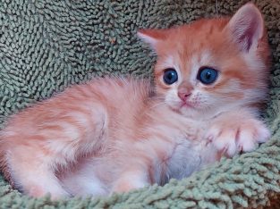 Fekete-arany kisfiú