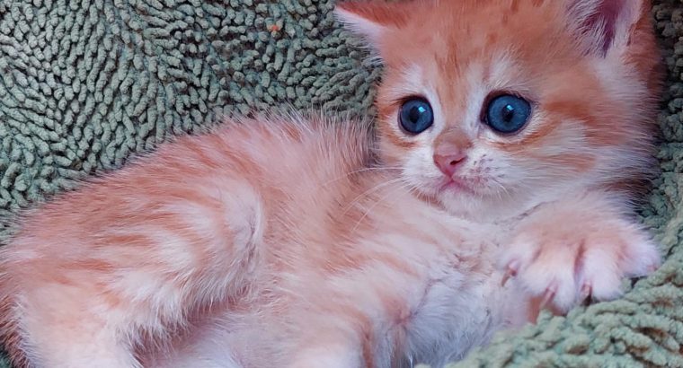 Fekete-arany kisfiú