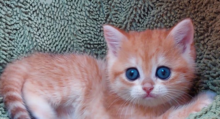 Fekete-arany kisfiú