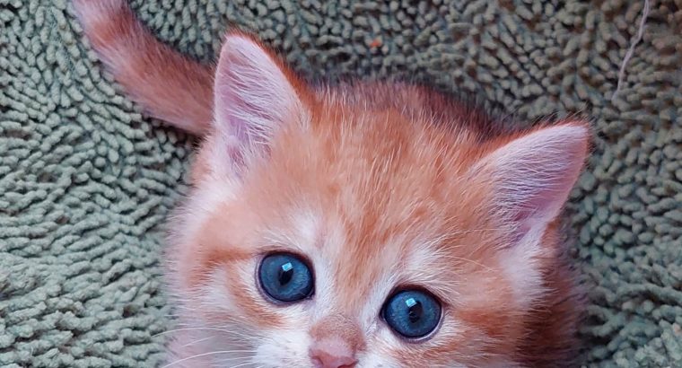 Fekete-arany kisfiú