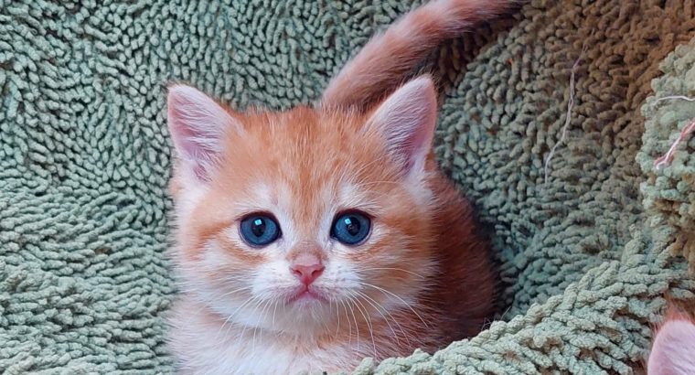 Fekete-arany kisfiú