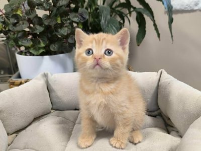 Májustól repülhetem hozzád