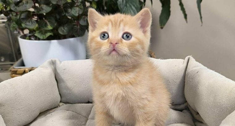 Májustól repülhetem hozzád