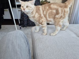 Krém-Ezüst tabby fiúcska