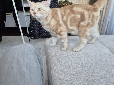 Krém-Ezüst tabby fiúcska