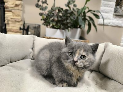 Májustól költözhetem