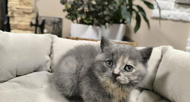 Májustól költözhetem