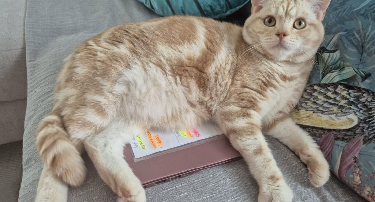 Krém-Ezüst tabby fiúcska