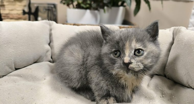 Májustól költözhetem