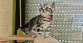 Brit rövidszőrű tabby kislány
