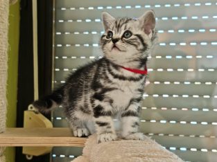 Brit rövidszőrű tabby kislány