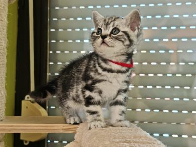 Brit rövidszőrű tabby kislány