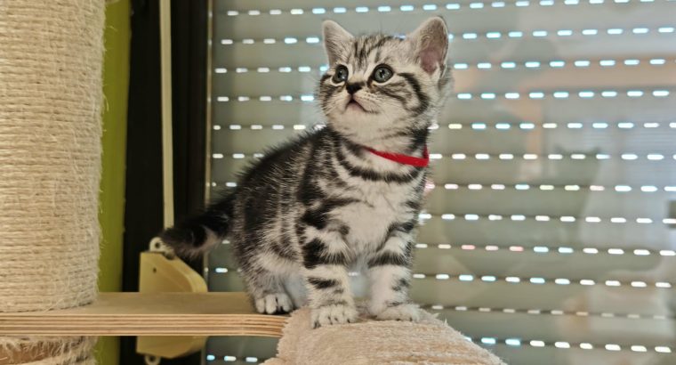 Brit rövidszőrű tabby kislány