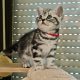 Brit rövidszőrű tabby kislány
