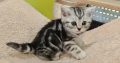 Brit rövidszőrű tabby kislány