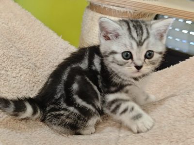 Brit rövidszőrű tabby kislány