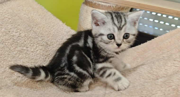 Brit rövidszőrű tabby kislány