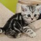 Brit rövidszőrű tabby kislány