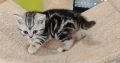 Brit rövidszőrű tabby kislány