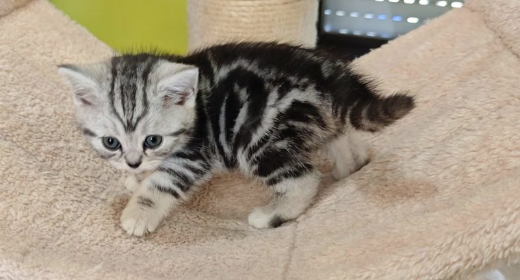 Brit rövidszőrű tabby kislány