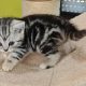 Brit rövidszőrű tabby kislány