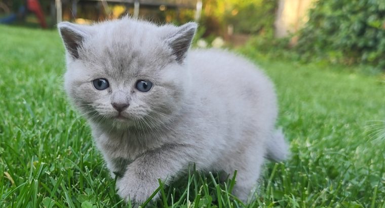 Lila skót álló fülű kiscica