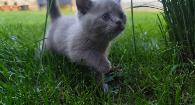 Lila skót álló fülű kiscica
