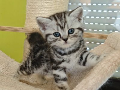 Brit rövidszőrű tabby kislány