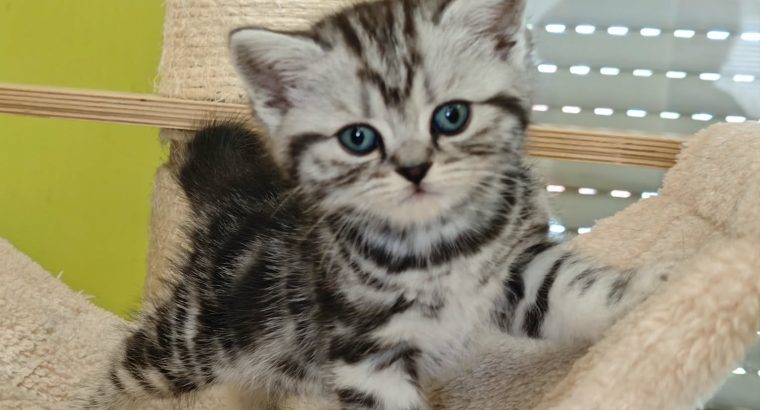 Brit rövidszőrű tabby kislány