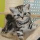 Brit rövidszőrű tabby kislány