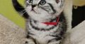 Brit rövidszőrű tabby kislány
