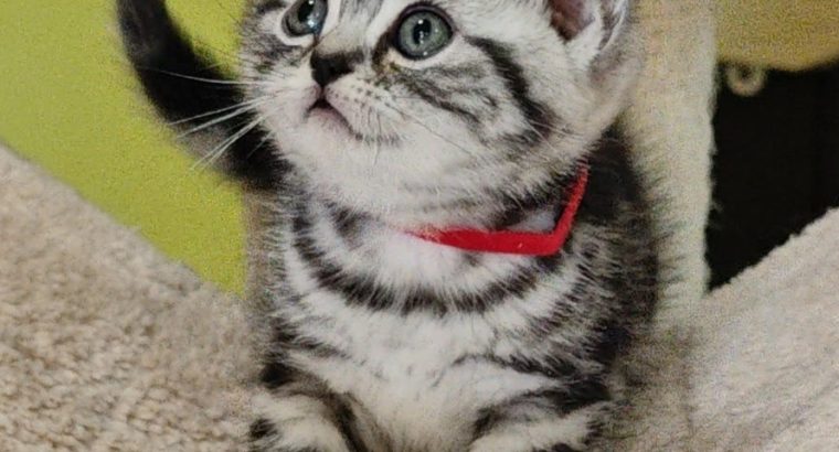 Brit rövidszőrű tabby kislány