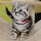 Brit rövidszőrű tabby kislány