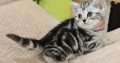 Brit rövidszőrű tabby kislány