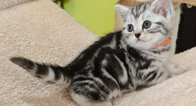 Brit rövidszőrű tabby kislány