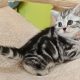 Brit rövidszőrű tabby kislány