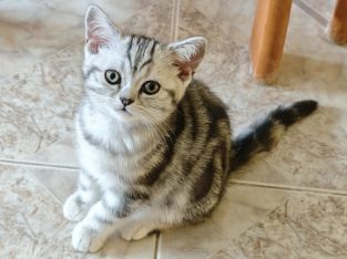 Brit rövidszőrű tabby kislány