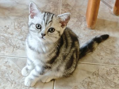 Brit rövidszőrű tabby kislány