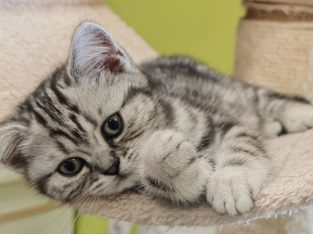Brit rövidszőrű tabby kislány