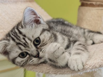 Brit rövidszőrű tabby kislány