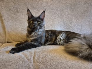 Maine Coon kandúr költözne