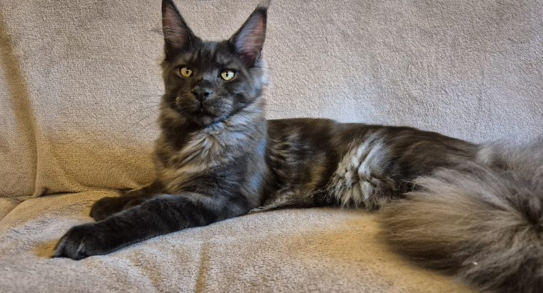 Maine Coon kandúr költözne