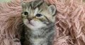 Brit rövidszőrű tabby kislány