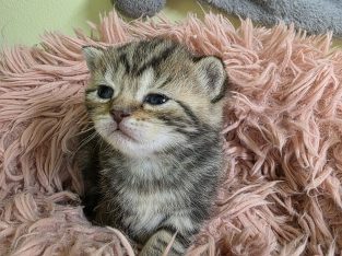 Brit rövidszőrű tabby kislány