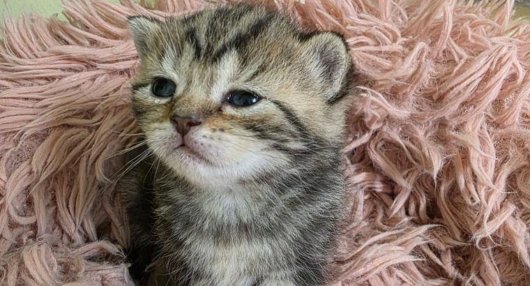 Brit rövidszőrű tabby kislány